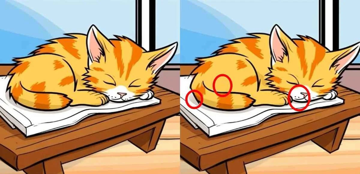 спящая кошка