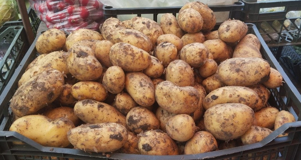 молодой картофель