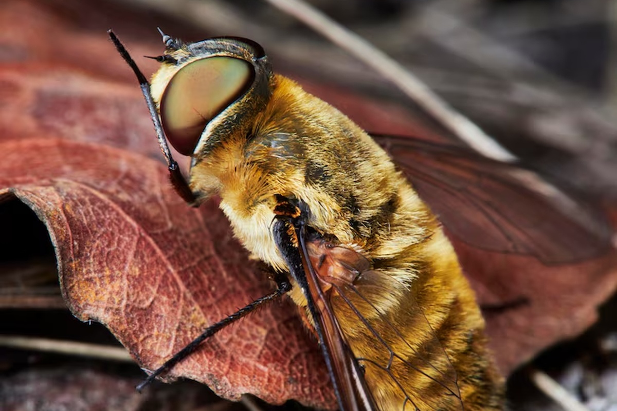 close-up-bee_1200x800