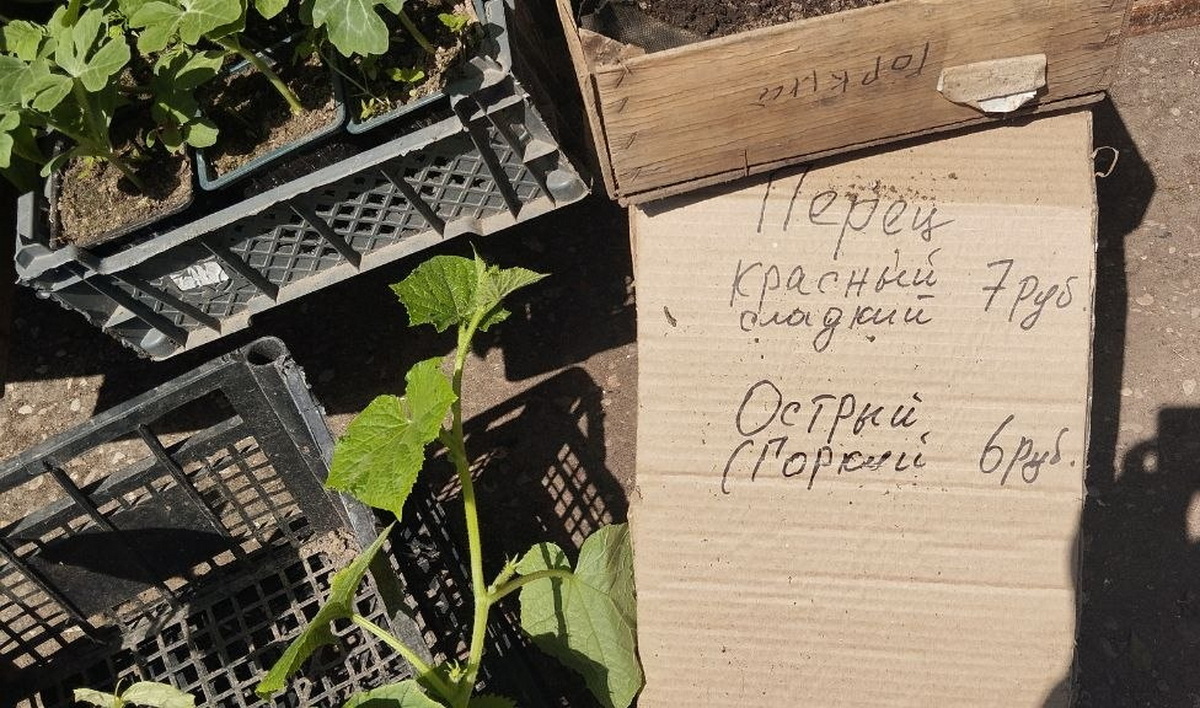 цены на рассаду овощей