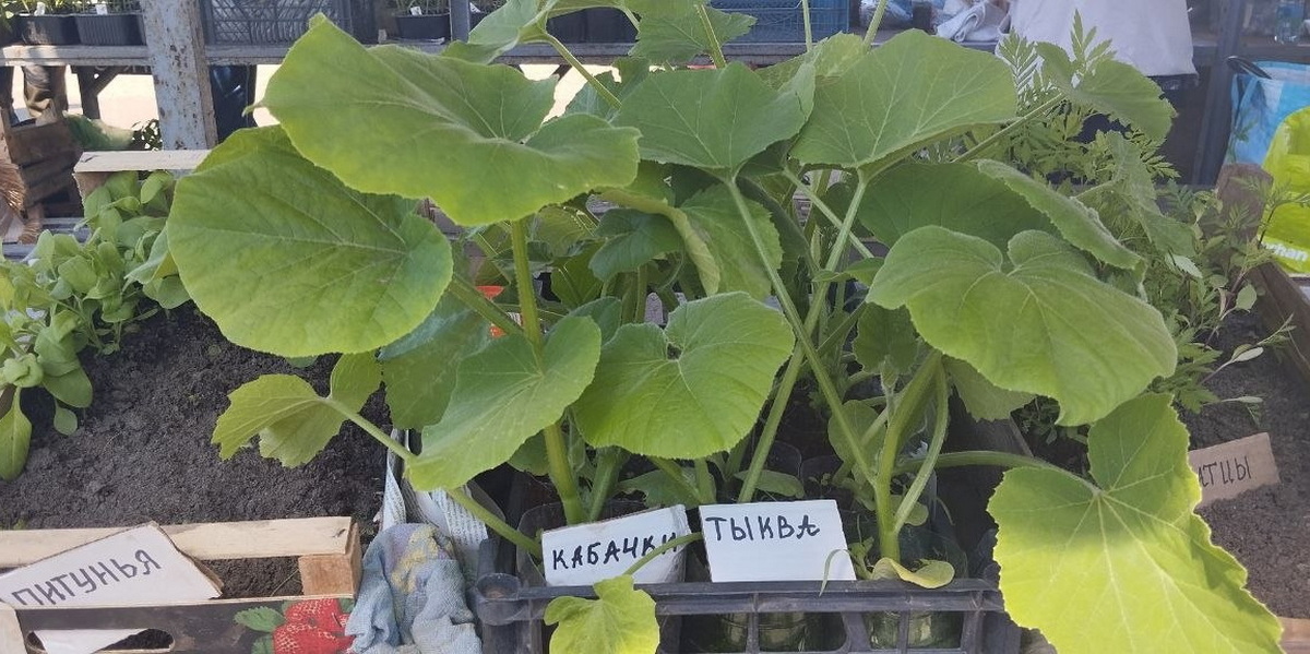 рассада кабачков
