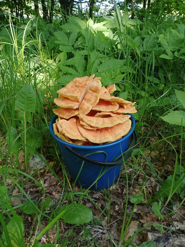 грибы