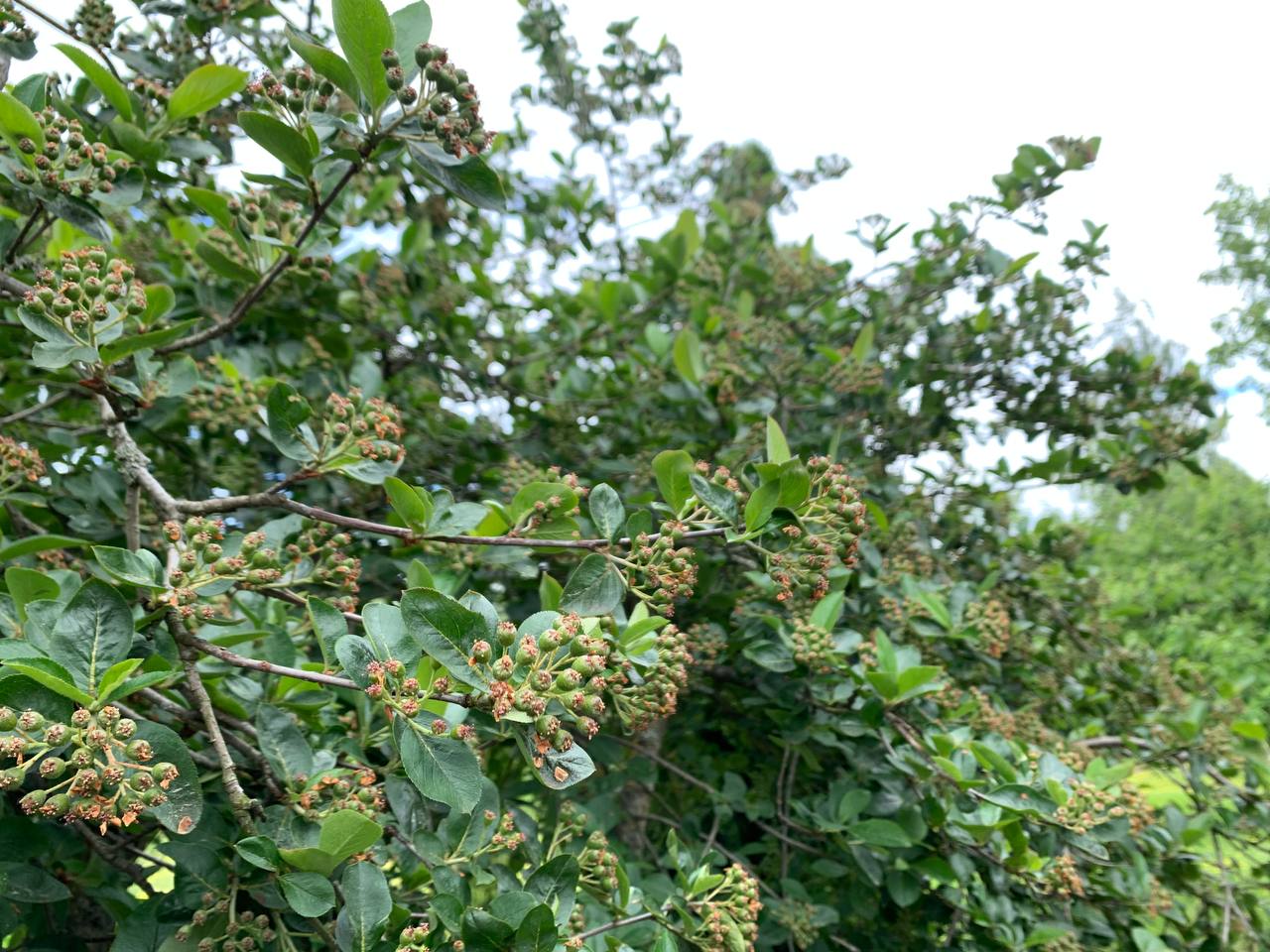 photo 2026 06 03 12 30 37