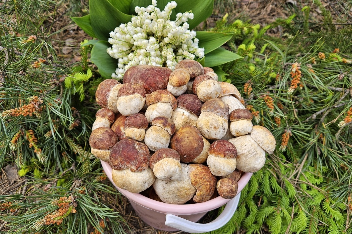 белые грибочки