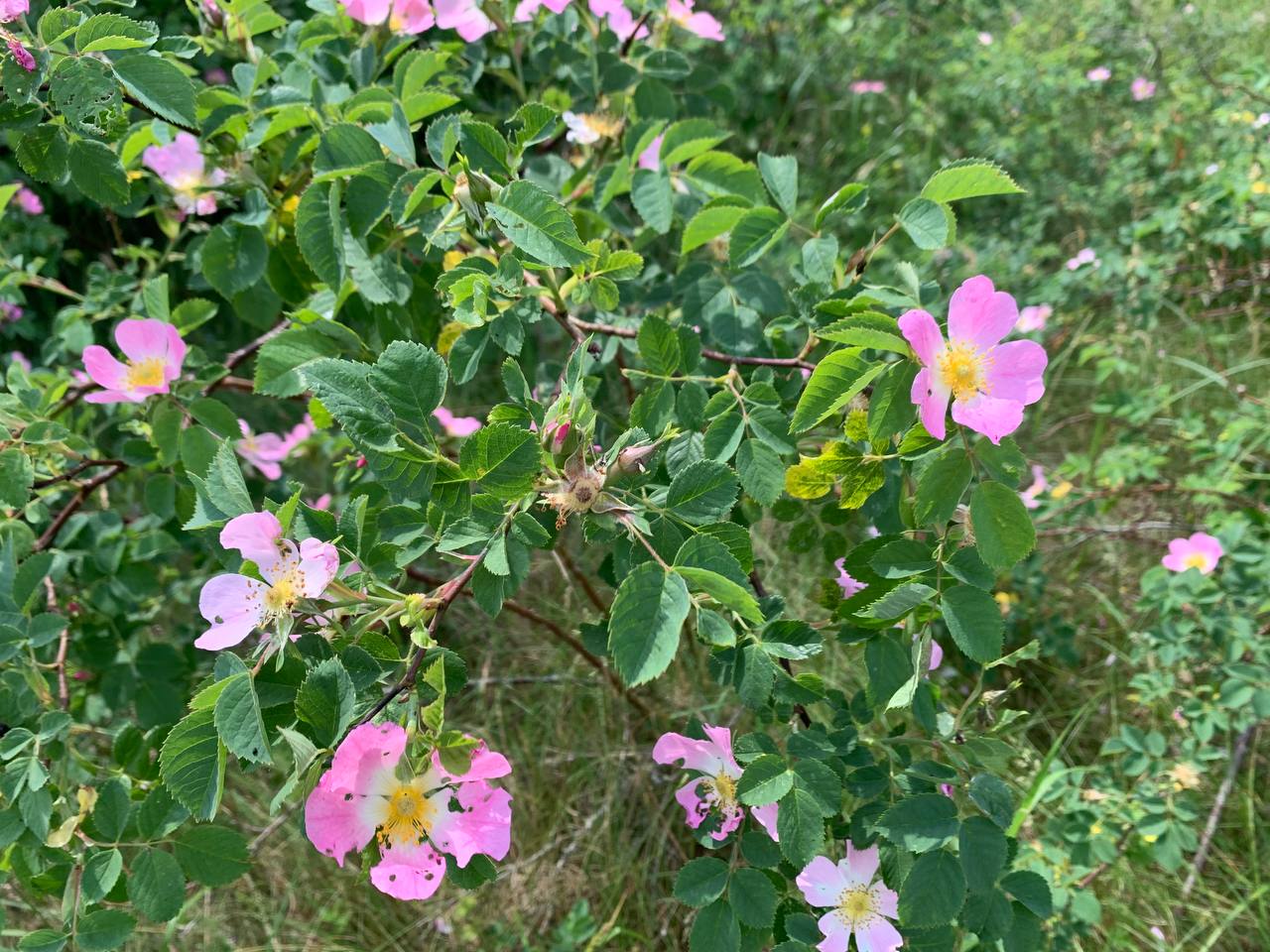 photo 2026 06 09 12 45 58