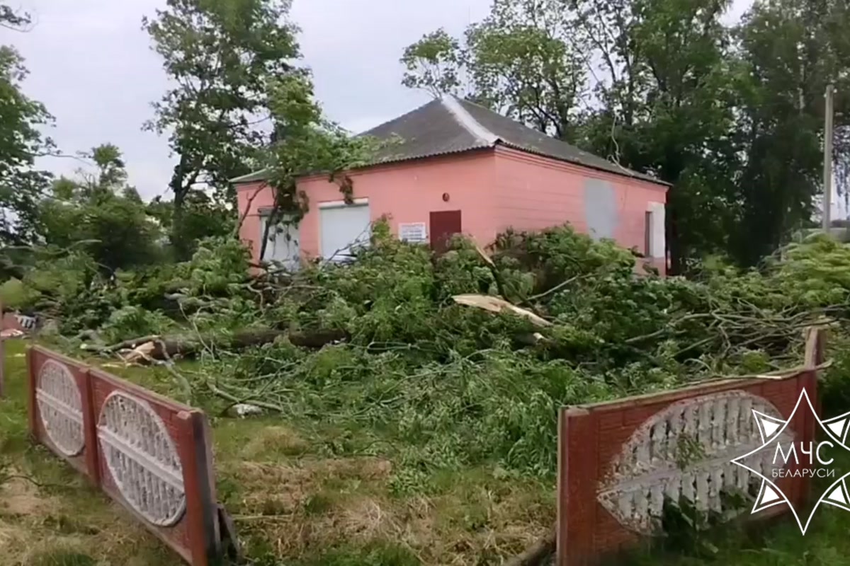 поваленные деревья