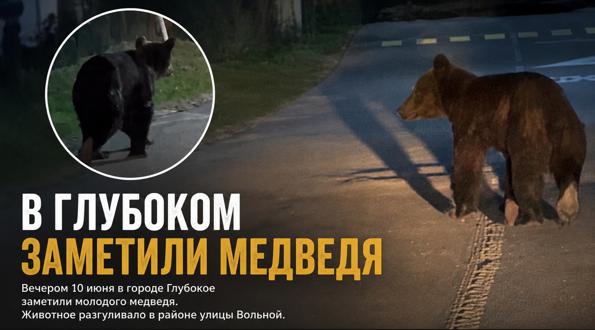 Медведь