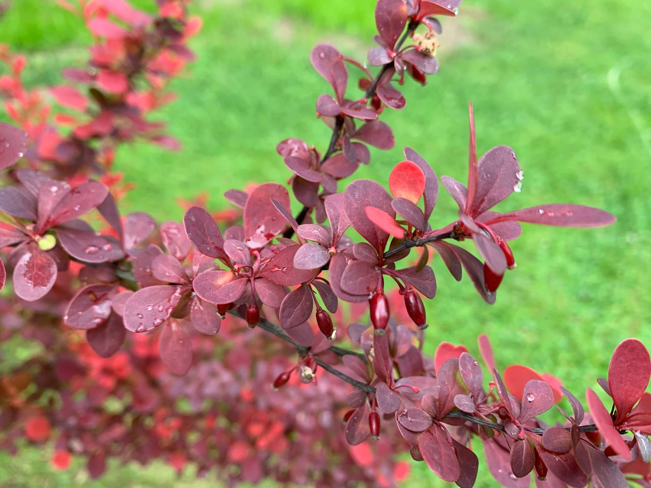 photo 2026 06 15 12 29 50