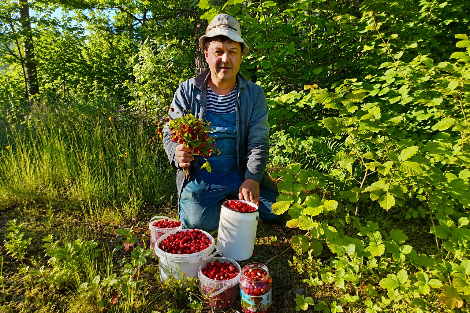богатый урожай земляники