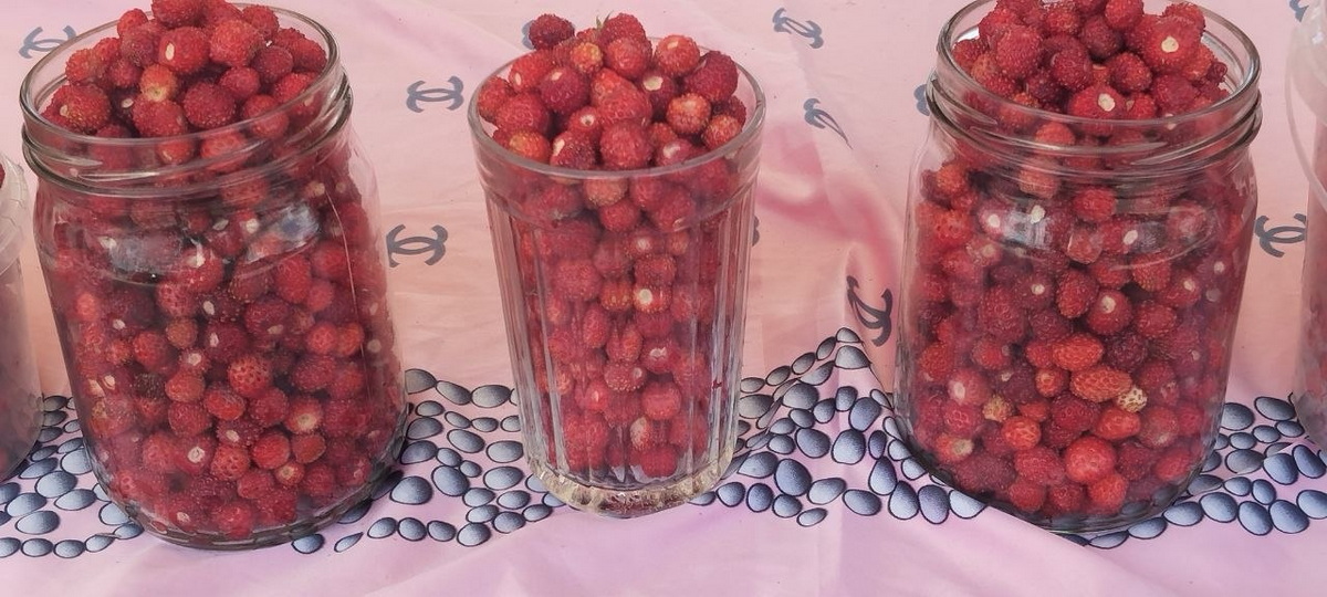 лесная земляника