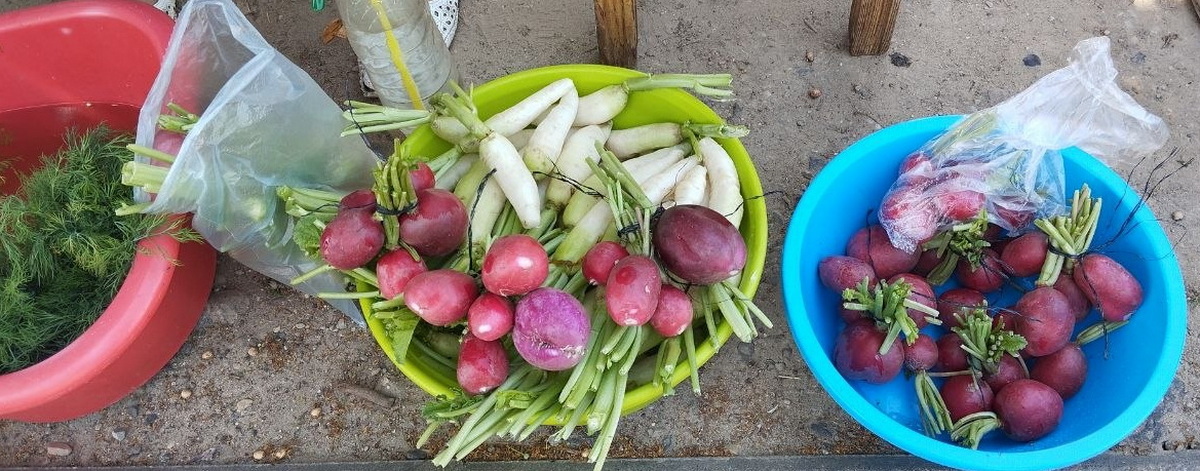 голландская редиска