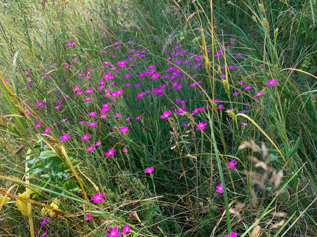 photo 2026 06 29 13 07 52