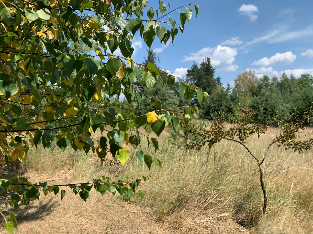 photo 2026 07 01 13 34 11