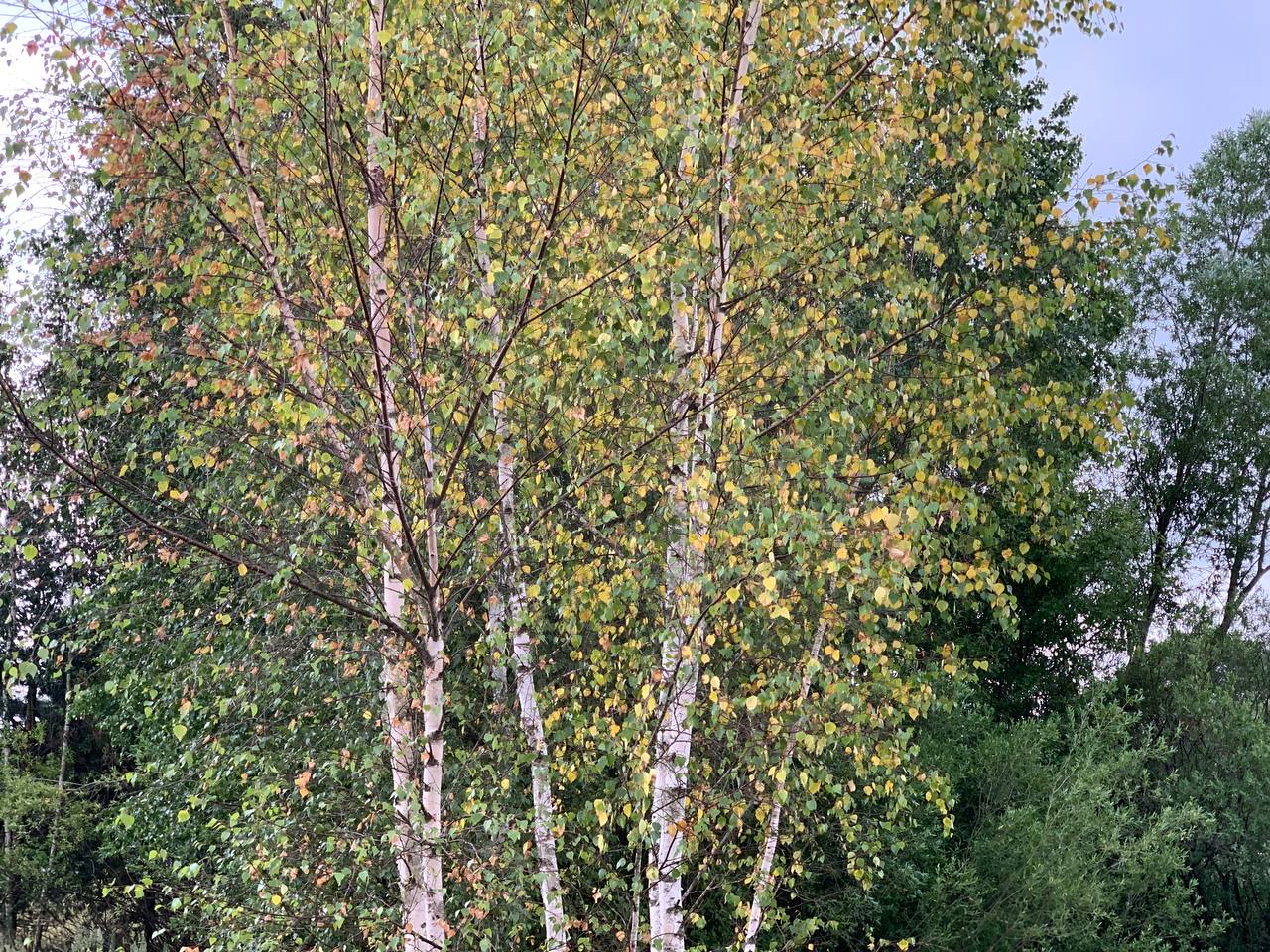 photo 2026 07 02 18 16 20