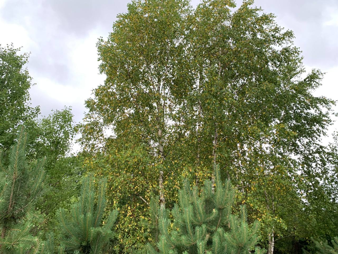 photo_2026-07-02_18-33-30