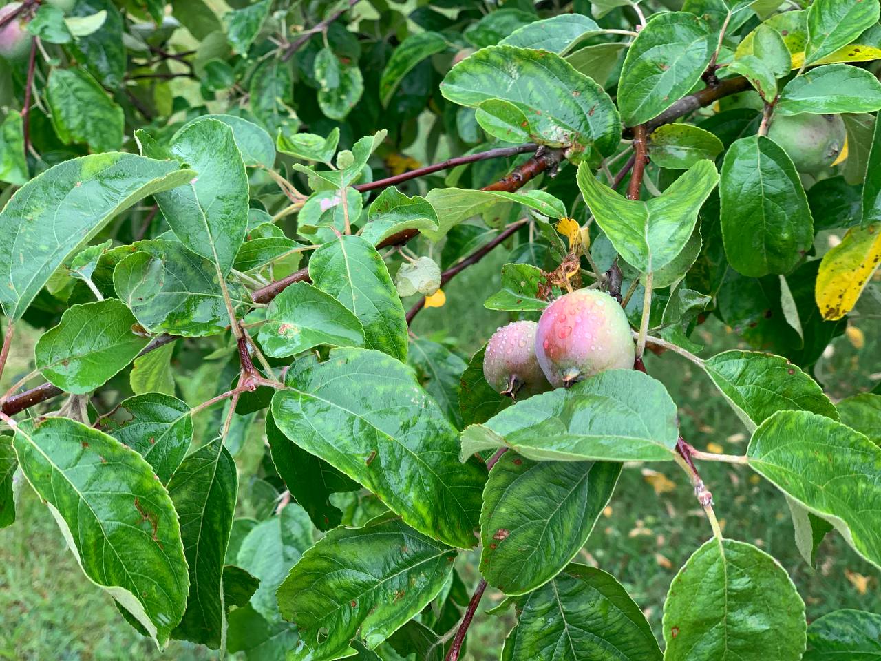photo 2026 07 03 13 34 12