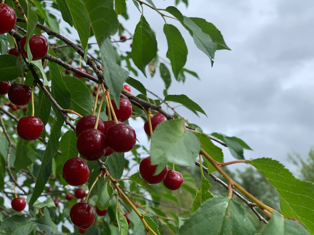 photo 2026 07 08 17 16 00