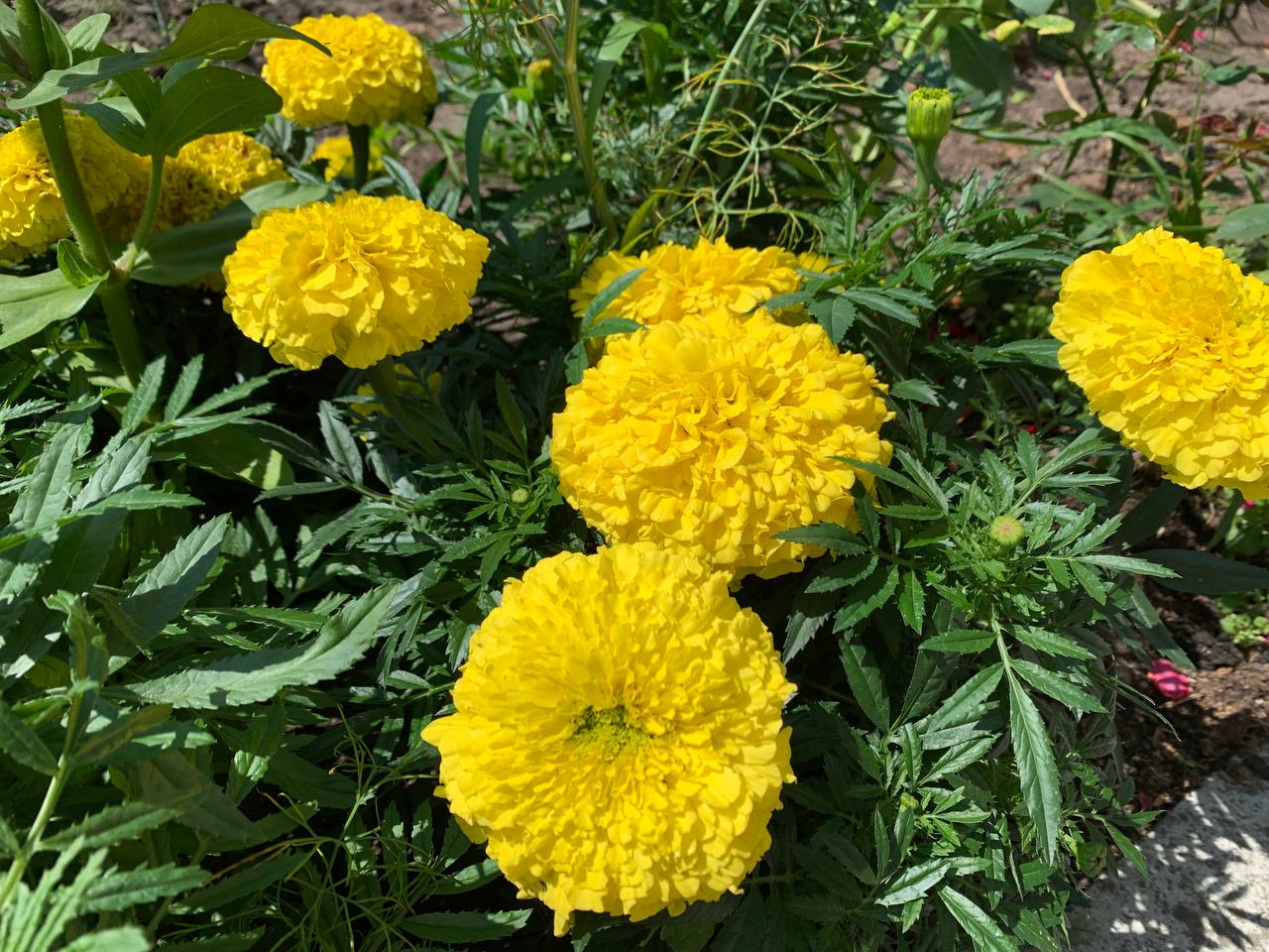 photo 2026 07 13 16 42 47