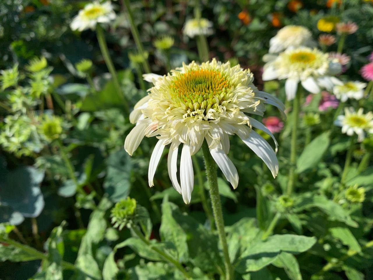 photo 2026 07 16 09 21 58