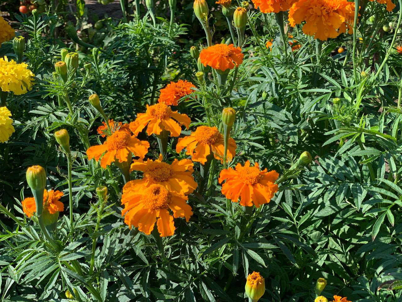 photo 2026 07 16 09 21 29
