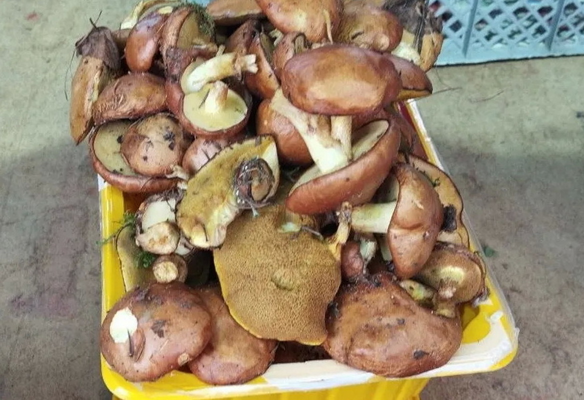 маслята