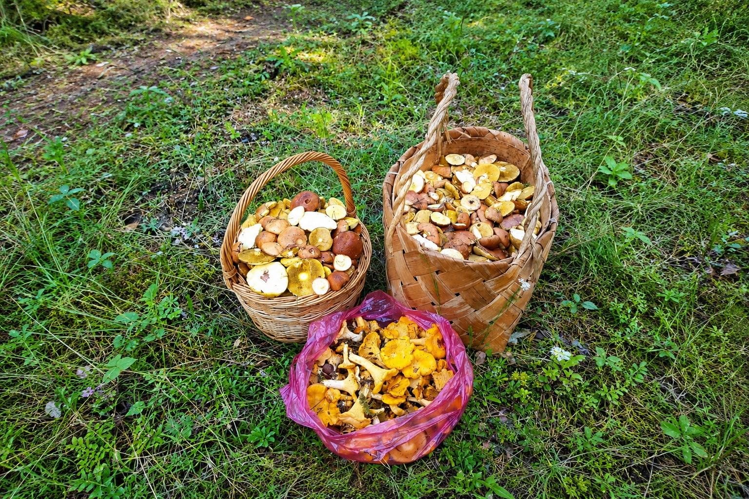 маслята и лисички