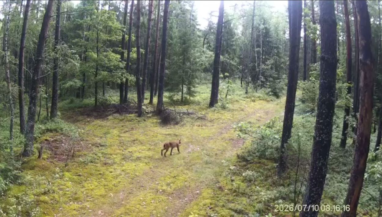 рысь в вороновском районе