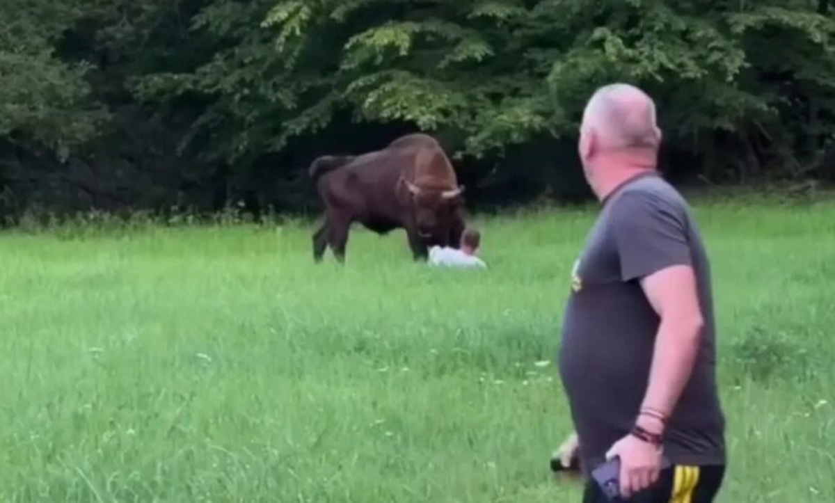 зубр напал на мужчину