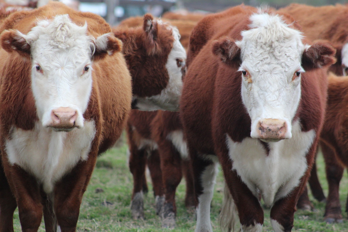 Hereford cattle