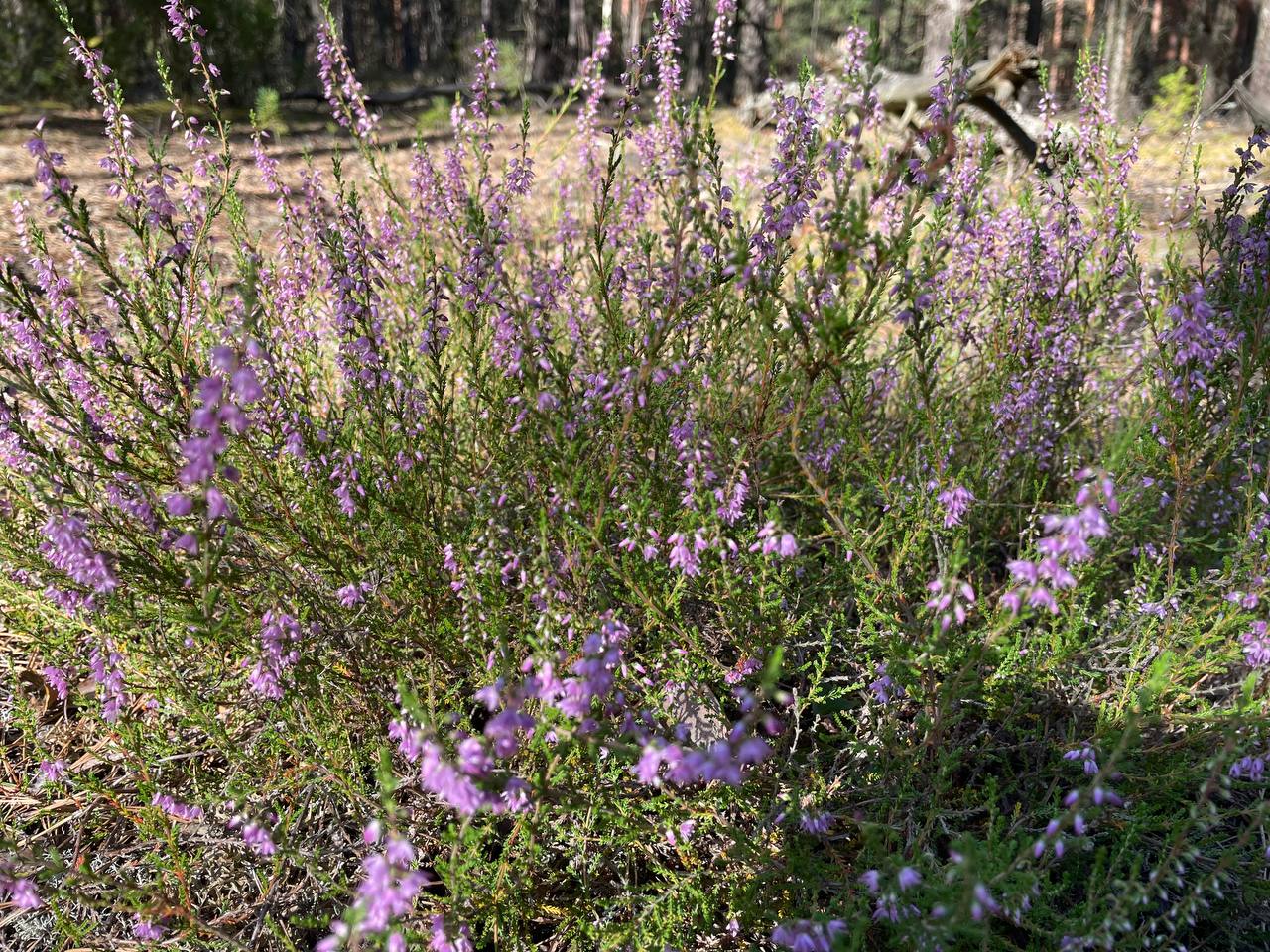 photo 2026 08 16 13 46 14