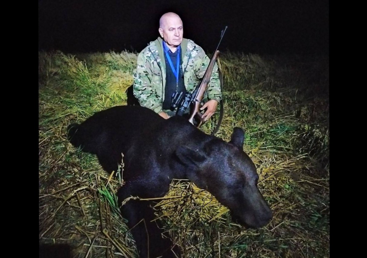 медведь