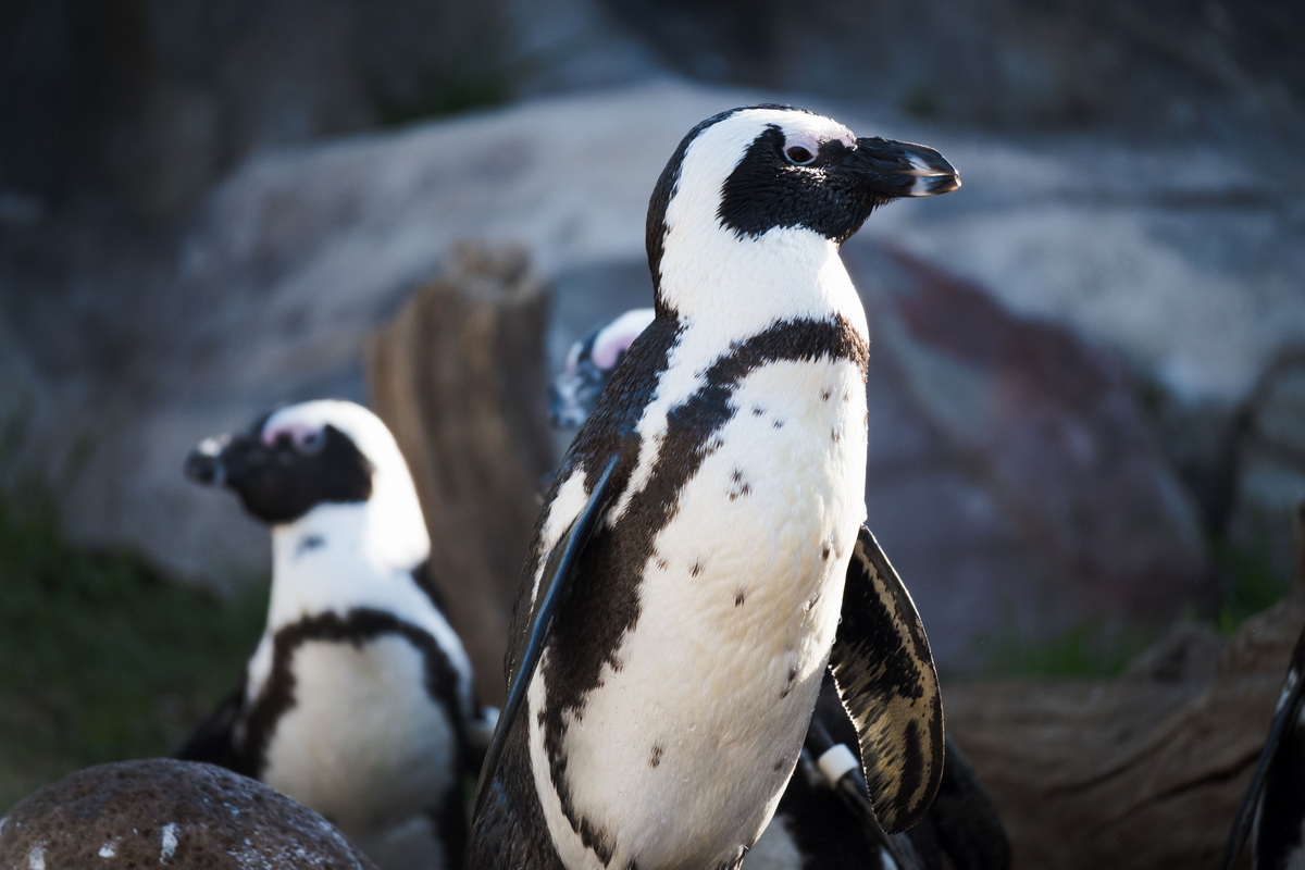 penguins
