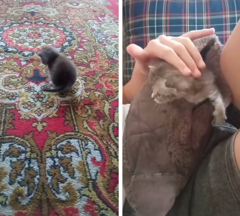 котенок найденыш
