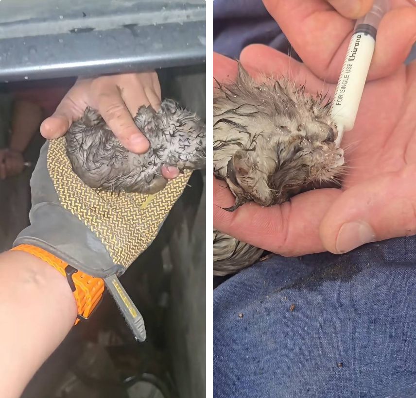 кормление котенка