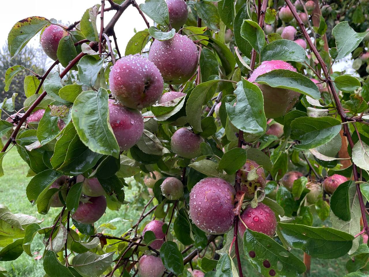 photo 2026 08 18 12 34 53