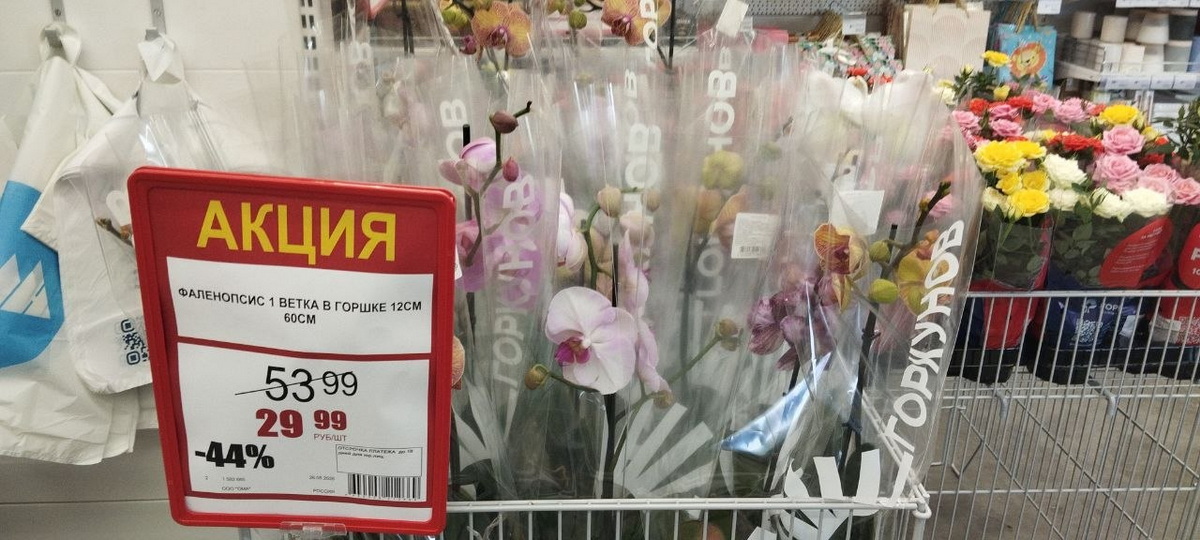 орхидеи по акции