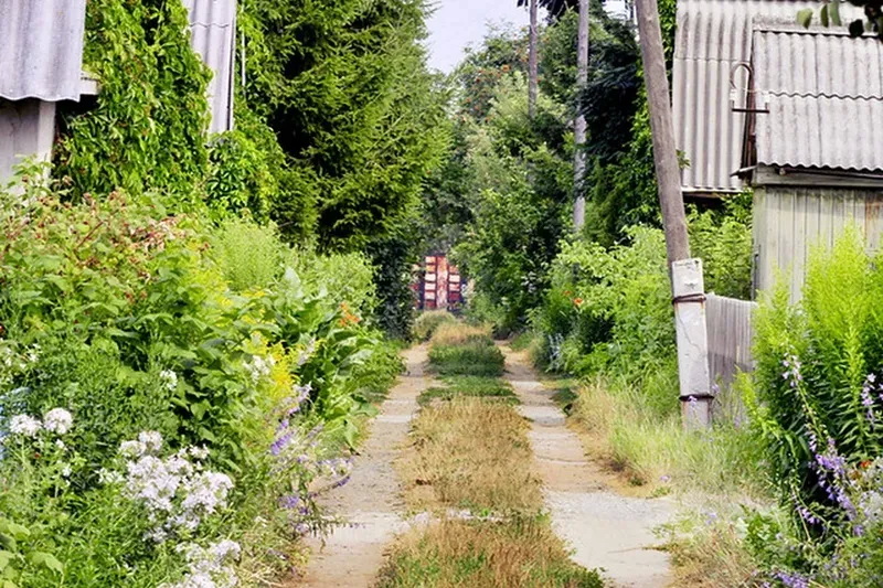 нескошенная трава