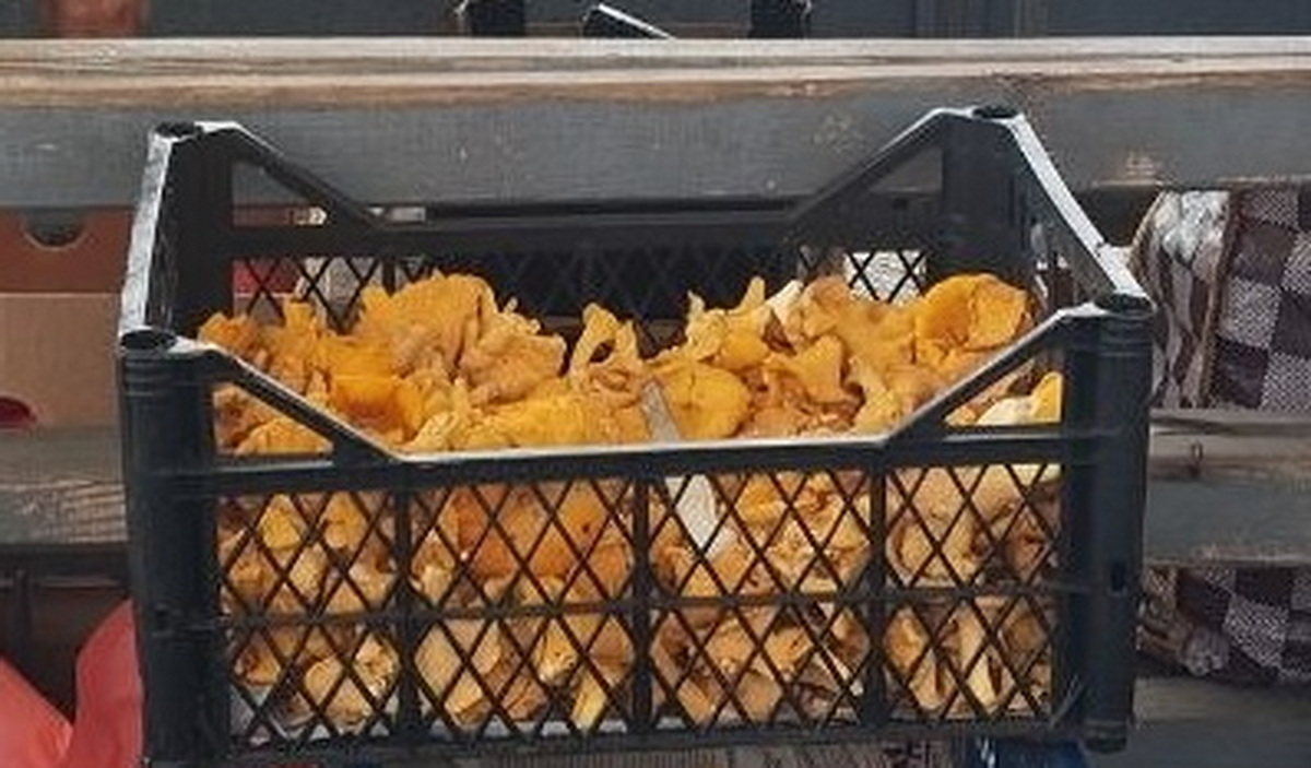 лисички