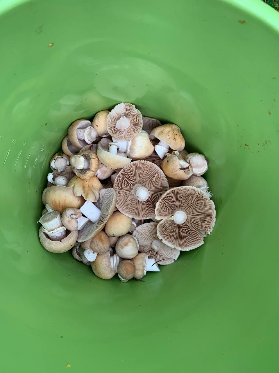 колпак кольчатый курочки