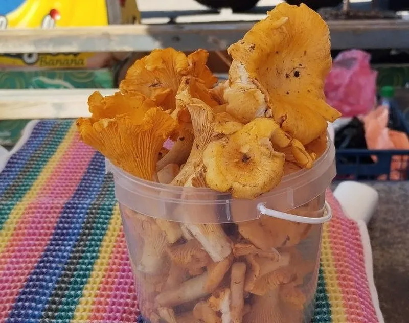 лисички