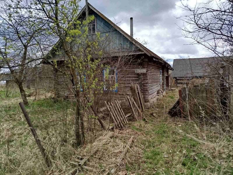 белая липа