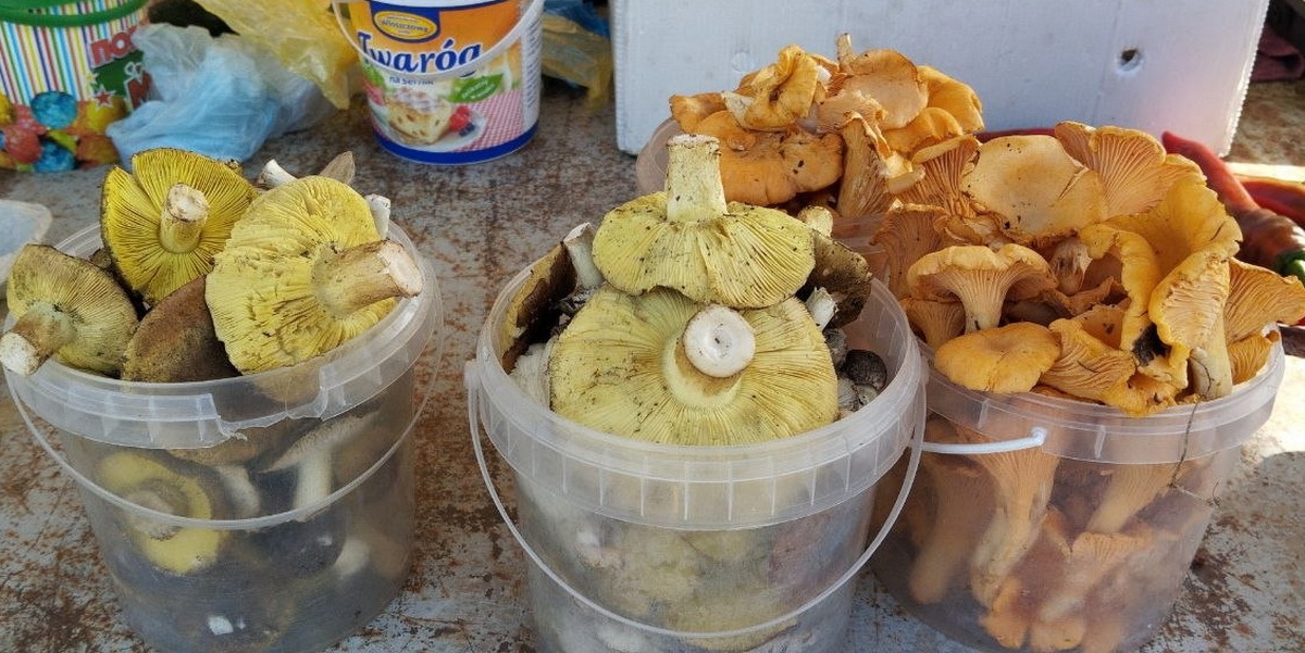 зеленки и лисички