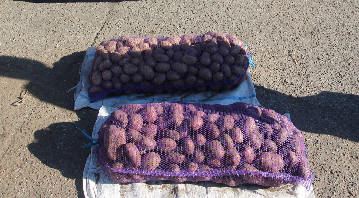 картофель