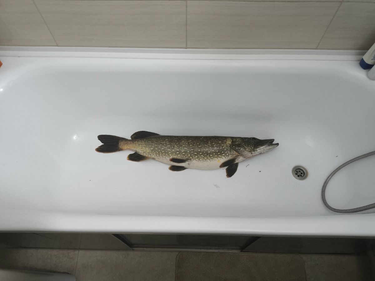 щука