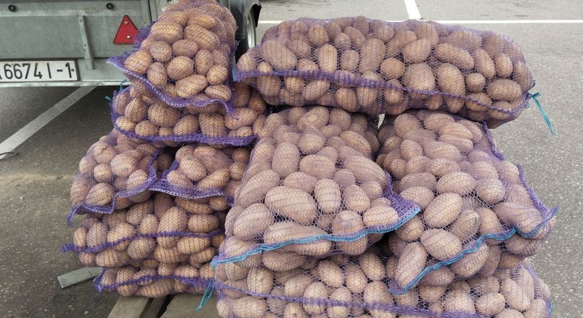 картофель