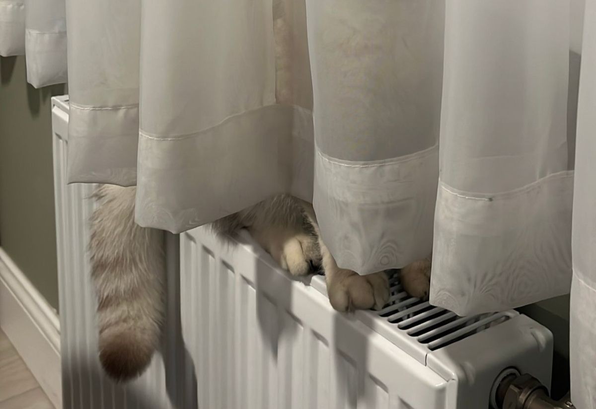 кот