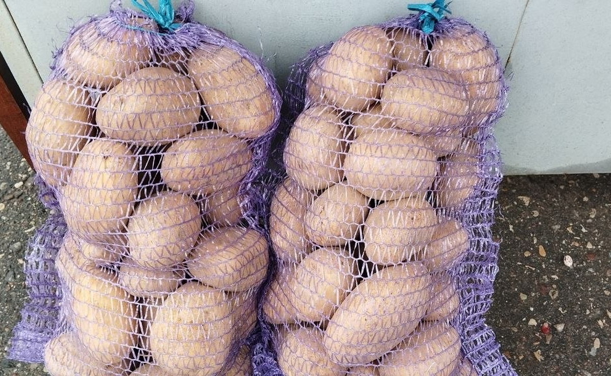 картофель