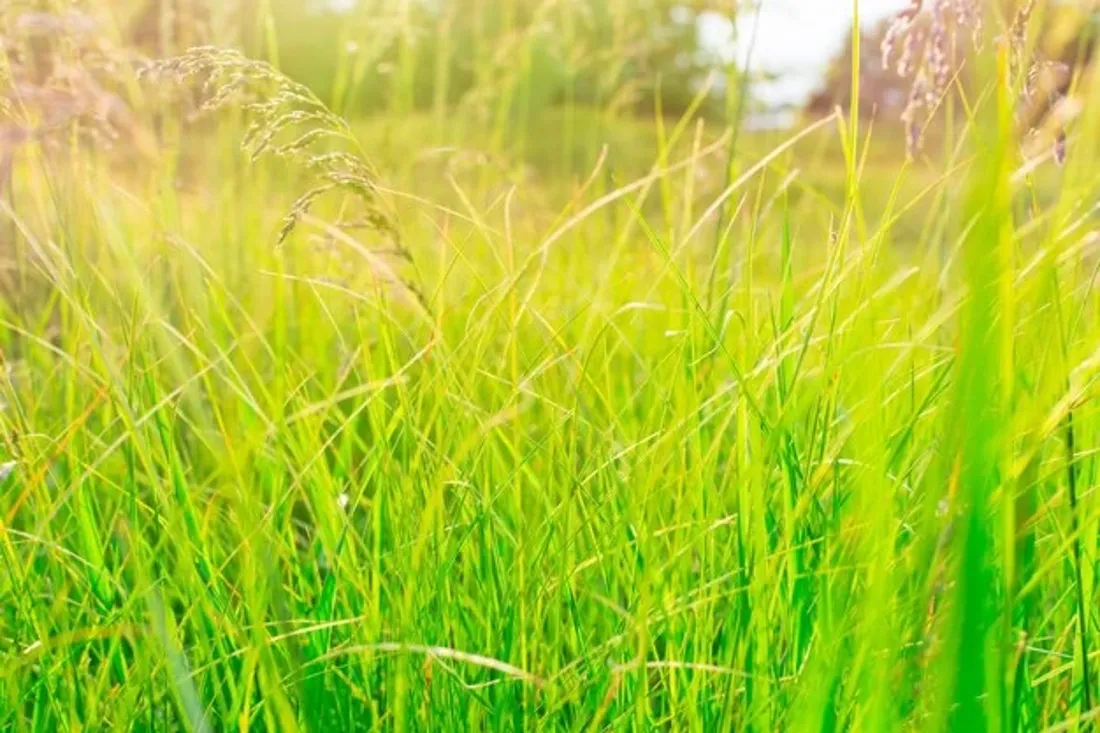 20 июля — Авдотья Сеногнойка: что можно, а что нельзя делать