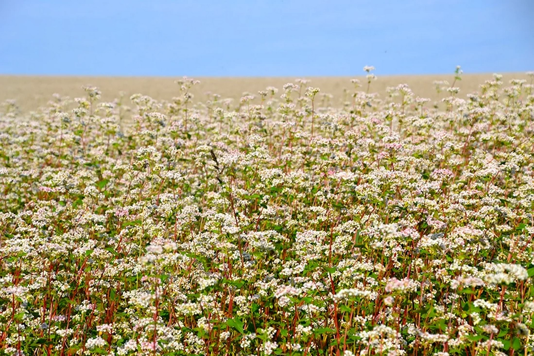 27 июня — Елисей Гречкосей. Как привлечь удачу и не спугнуть урожай