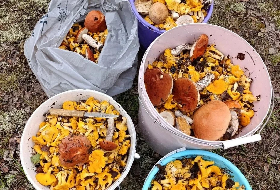 60 кг грибов за день: урожай поражает даже бывалых грибников